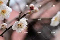 梅花 美丽的花朵 花卉背景 白色的花 春天的花朵 春天 花壁纸