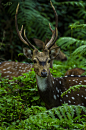 Deer by Ashwini  Paithankar on 500px