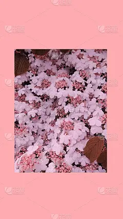 时尚唯美壁纸手机。盛开白花背景。春天夏天浪漫的心情
