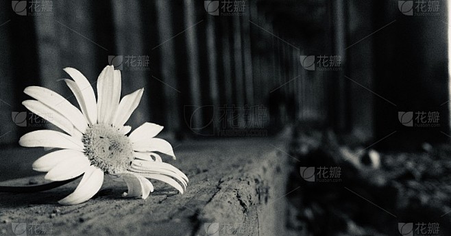 暗淡的花朵