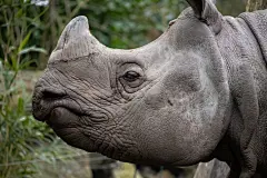 犀牛大型动物摄影素材