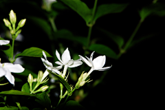 一桥晴雨一伞开采集到茉莉花