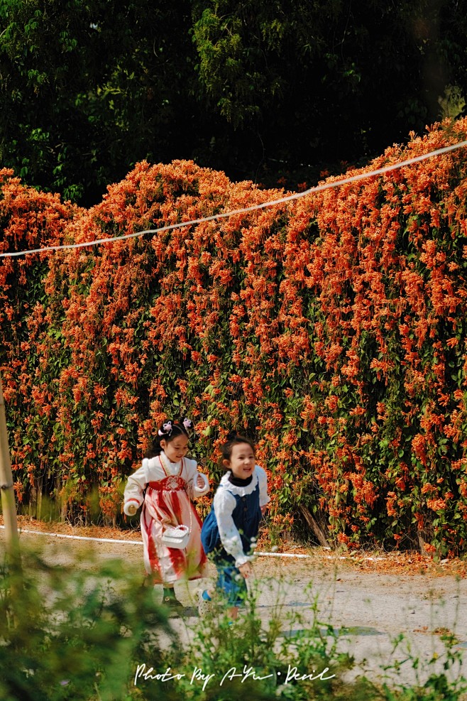 炮仗花
