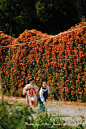 炮仗花
