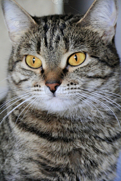 果断行事采集到猫