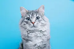 点击来源直接获取大图文件 |有趣的微笑灰斑可爱小猫，蓝眼睛。可爱蓬松猫咪的肖像。