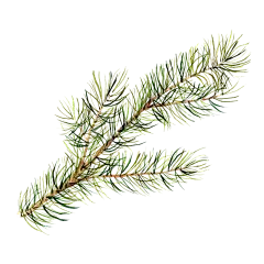 圣诞手绘植物树枝