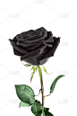 玫瑰,暗色,清新,一个物体,背景分离,植物茎,静物,芳香的,自然,白色背景