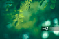 Leaf Background_创意图片