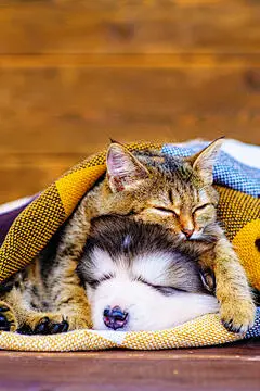 点击来源直接获取大图文件 |一只毛茸茸的阿拉斯加幼犬与一只虎斑猫在棕色的木质背景上相拥而眠，可爱的秋季卡片概念