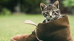调皮可爱躲在鞋子里的小猫咪呆萌宠物激萌电脑壁纸大全http://www.kutoo8.com/