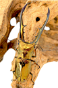 行走的金属----Cyclommathus metallifer 