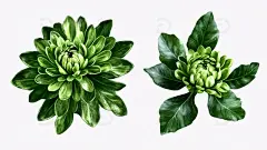 多肉植物插画高清模板免费下载-趣麦麦图