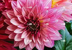 大丽花 粉红色的花 花壁纸 美丽的花朵 花 自然 花卉背景 菊科