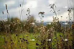 中秋 酷背景 全高清壁纸 笔记本电脑壁纸 免费壁纸 维萨拉麦基 草