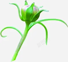 夏日海报植物卡通花苞高清素材 卡通 夏日 植物 海报 花苞 平面广告 设计图片 免费下载
