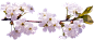 樱花 植物 绿化 丛林 树木 草 树 藤条 长树 合成素材 c4d PNG 热带雨林