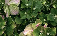 宽屏叶脉写真iPad壁纸 