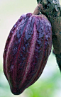 可可，豆（巧克力树），印度尼西亚巴厘