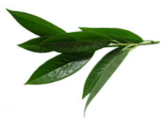 小爷☞☜大爷采集到树木花草类PNG