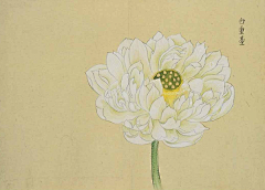 潘志勇采集到花