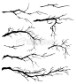 branches