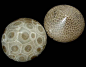 Petoskey Stones, the state stone of Michigan, are fossilized coral resulting from glaciation and are often polished to reveal the beautiful pattern of the 6 sided coral colonies. #Geology #Petoskey_Stone #Michigan