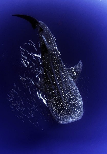 whaleshark