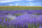 Lavender field by Boris Mitendorfer on 500px