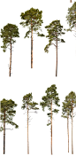 2023森系树木PS素材园林景观效果图高山高杆松树高清psd免扣素材