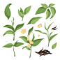 收集绿茶叶，开花枝，干红茶。标签、茶叶的图形元素