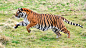 Bengal Tiger running | 相片擁有者 SAM Images