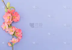 亚洲樱桃树,美,留白,艺术,水平画幅,樱花,档案,樱桃,特写,复古风格