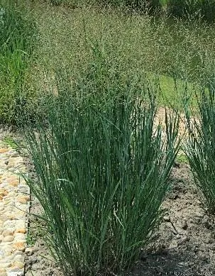 柳枝稷-花瓣网