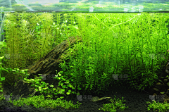 zsdjfnj采集到水草背景