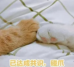 猫咪表情包合集｜你都没有胸，凶什么凶_宠物频道_东方资讯