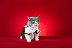 点击来源直接获取大图文件 |a cute british shorthair cat wears plaid skirt on red background