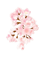 免扣素材 仿真鲜花，手绘画，水彩画，干花，水墨，小草