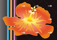芙蓉 花卉背景 美丽的花朵 花 开花 花壁纸 橙黄色 自然 植物