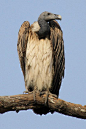 鹰形目·鹰科·兀鹫属：细嘴兀鹫