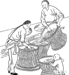 FU珊采集到大米