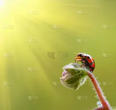 太阳下的瓢虫。_5710482746