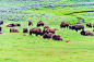 野牛(Bison)_生态_POCO摄影,黄石国家公园,野生动物