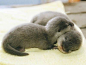 sweet baby otters: 