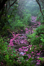 Rhododendron Laden Path by David Mosner