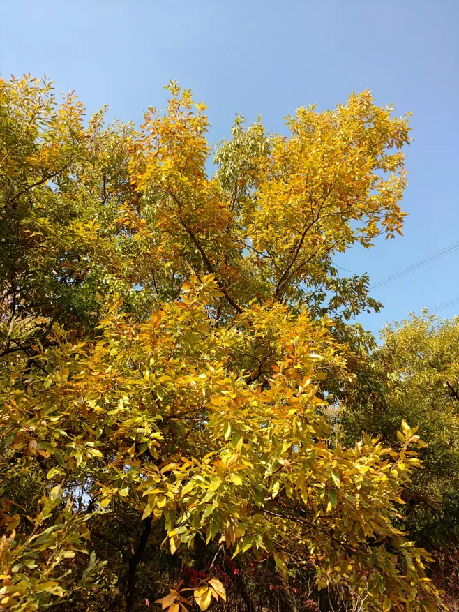 麻栎 Quercus acutissima图片_乡土植物（北京）图片素材-花瓣网