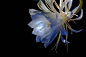 昙花_百度图片搜索