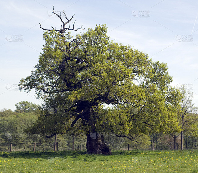 橡树,Quercus;栎树