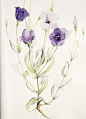 Prairie Gentian/Texas Bluebell。 Scientific name: Eustoma graniflorum (Rafinesque) 1838, Shinners, 1957。 Family: Gentianaceae