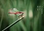#今日处暑# “处chǔ，止也，躲藏、终止意思，暑气至此而止矣”。这意味着暑气逐渐消退，气温开始下降。处暑节气之后要少吃"凉"，防"秋燥"可多喝水，在白开水中加盐或蜂蜜。处暑分为三候：一候鹰乃祭鸟；二候天地始肃；三候禾乃登。民间习俗有：七月流火（天气逐渐凉爽起来），出游迎秋，放河灯等。